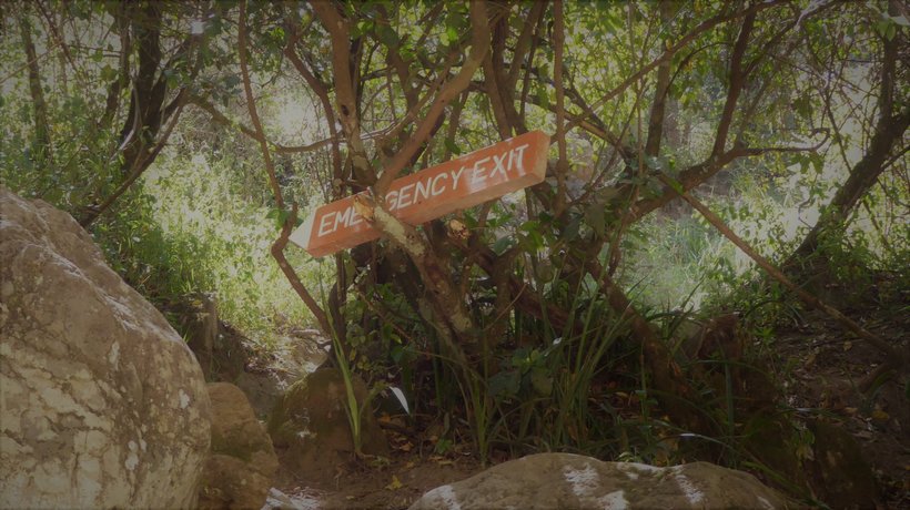 An emergency exit sign that has landed up in a tree in a forest outdoors